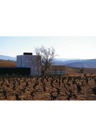 Blick auf den Weinberg der Finca Losada, Bierzo