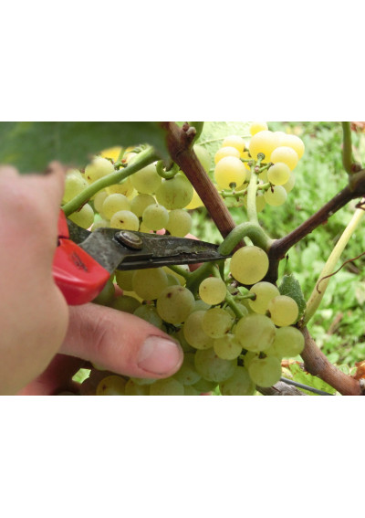 Vinum Meum Weißburgunder Handelse und mit "Räbbscher"