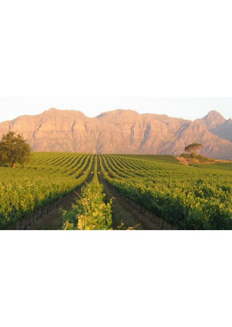 Vineyard Selection Shiraz Magnum 2016 Kleine Zalze Stellenbosch