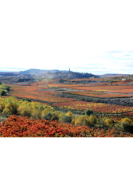 El Recio 2022 Bodegas Matsu Toro