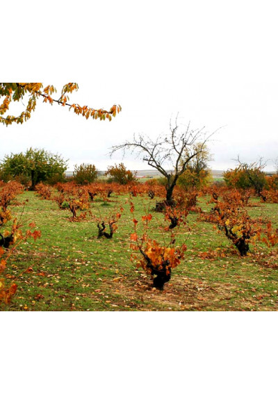 Weinberg Bodegas Mastu Toro