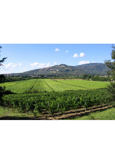 Weinberge von Fabrizio Dionisio in Cortona