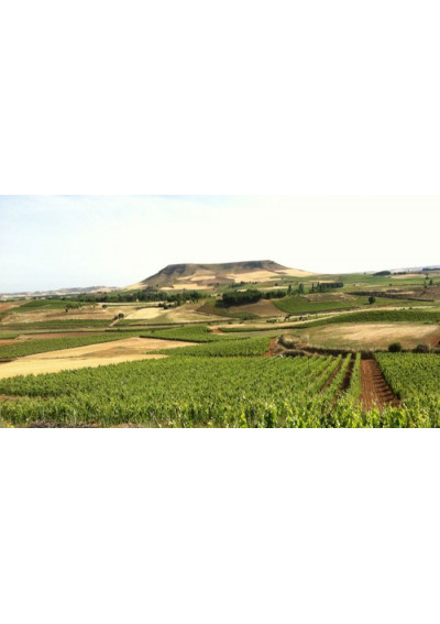 Weinberg der Bodega Valderiz, Ribera del Duero