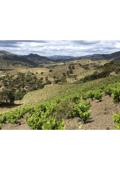 Blick auf die Weinberge von Mas Doix bei Poboleda, Priorat