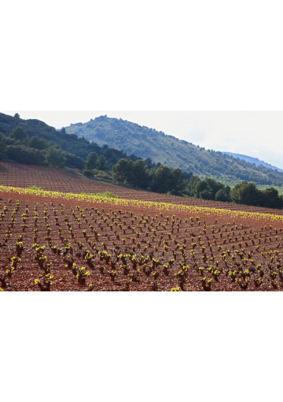 Weinberg Bodegas Borsao in Borja