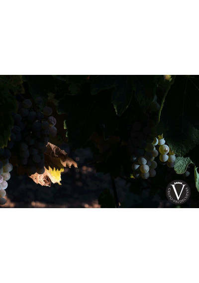 Verdejo 2023 Valdecuevas Rueda