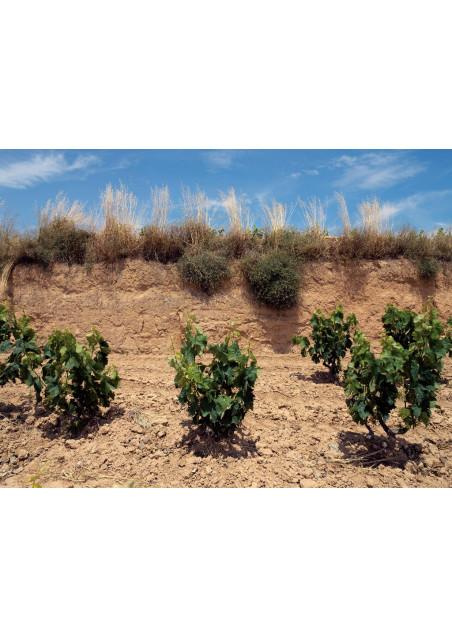 Edetaria Selecció Tinto 2021 Edetaria Terra Alta