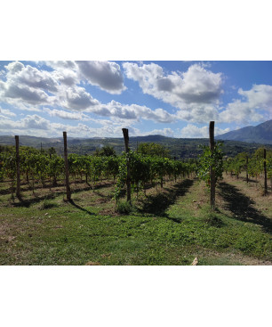 Weinberg von Luciano Ercolino, Kampanien