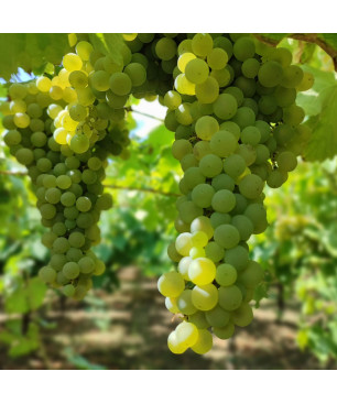 Dazimos 2021 Salento Primitivo di Negroamaro IGT Kampanien Luciano Ercolino