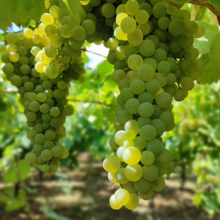Dazimos 2021 Salento Primitivo di Negroamaro IGT Kampanien Luciano Ercolino