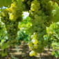 Dazimos 2021 Salento Primitivo di Negroamaro IGT Kampanien Luciano Ercolino Dazimos 2021 Salento Primitivo di Negroamaro IGT Kampanien Luciano Ercolino