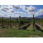 Dazimos 2021 Salento Primitivo di Negroamaro IGT Kampanien Luciano Ercolino Dazimos 2021 Salento Primitivo di Negroamaro IGT Kampanien Luciano Ercolino