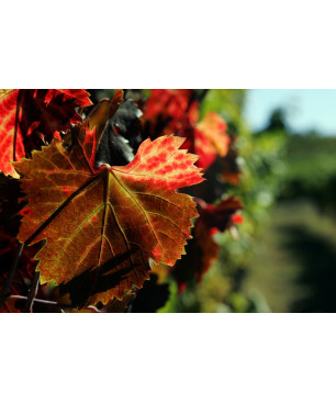 Herbststimmung im Weinberg von Luciano Ercolino, Kampanien