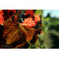 Dazimos 2021 Salento Primitivo di Negroamaro IGT Kampanien Luciano Ercolino Dazimos 2021 Salento Primitivo di Negroamaro IGT Kampanien Luciano Ercolino