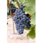 Shymer 2014 Baglio di Pianetto Sizilien Shymer 2014 Baglio di Pianetto Sizilien