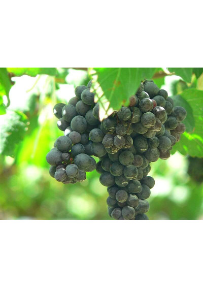 Rebsorte Merlot