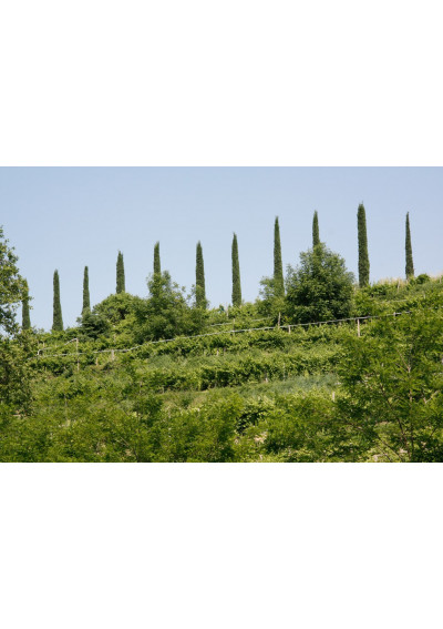 Im Weinberg der Azienda Agricultura Gorgo