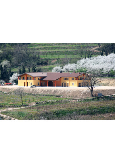 Blick auf den Weinberg der Azienda Agricola Stefano Accordini